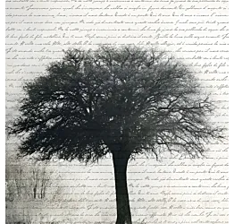 carta da parati albero online